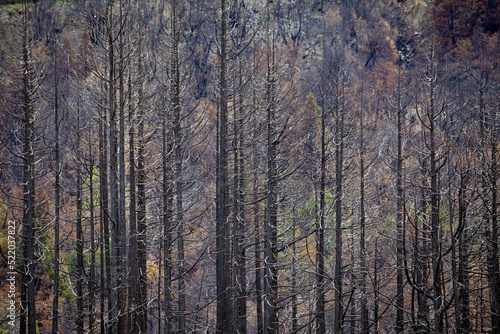 Bosque de lengas (Nothofagus pumilio) después de un incendio.