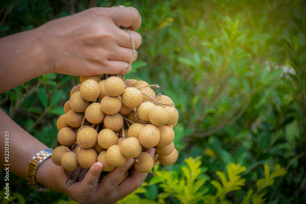 fresh longan from gardener's tree with green leaf background summer favorite fruit fresh longan from gardener's tree with green leaf background summer favorite fruit