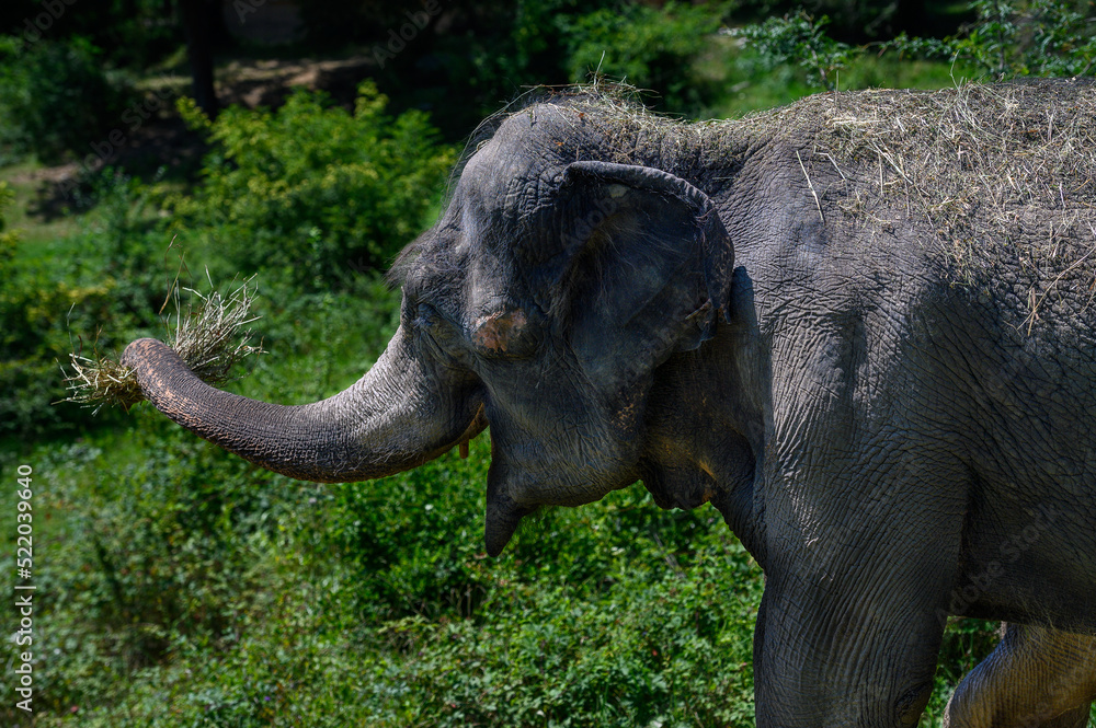 An Asian elephant holds a bundle of straw in its trunk, standing on a green field. Portrait. Close-up.