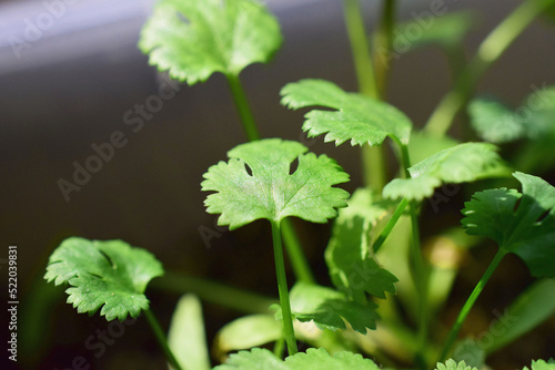 sprouts of fresh cilantro parsley in the ground macrophotography