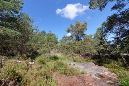 Touche aux mulets land in Fontainebleau forest