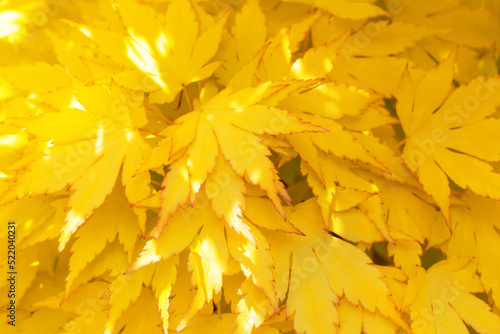 Bright yellow fresh decorative maple leaves in close-up
