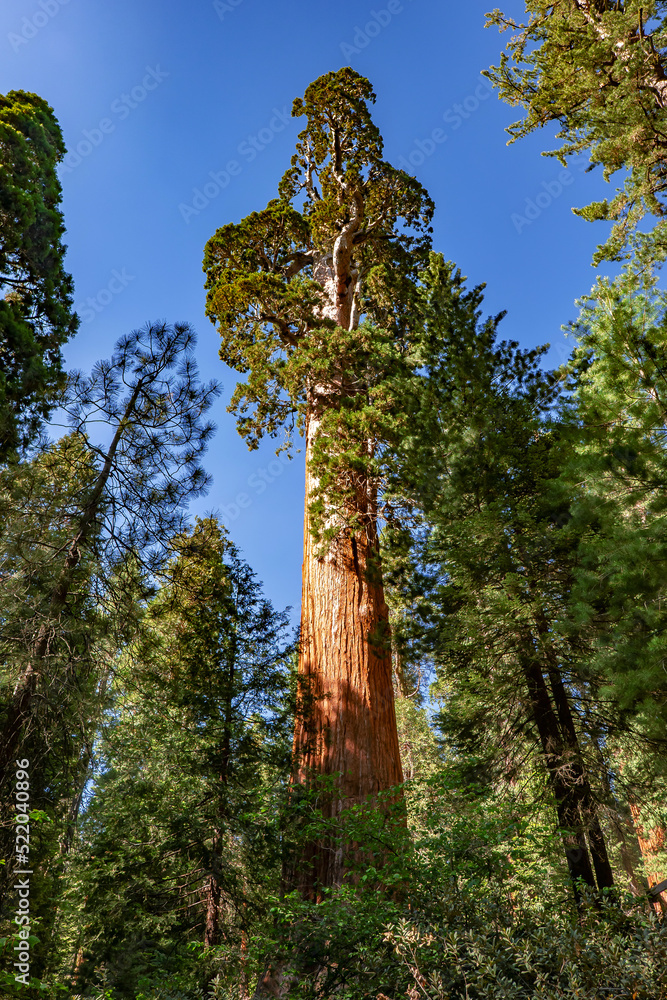 Fototapeta premium Old sequoia trees in California