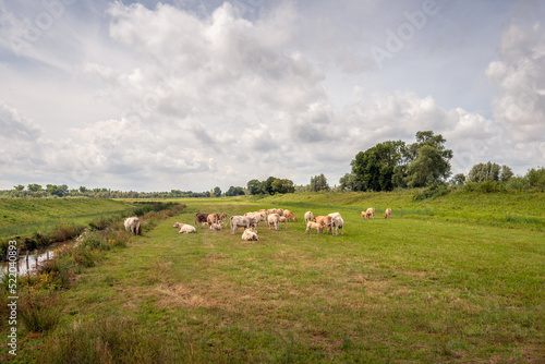 Picturesque Dutch polder landscape with beige and brown cows. One calf is just drinking from its mother cow. The photo was taken on a cloudy summer day in the National Park De Biesbosch, North Brabant