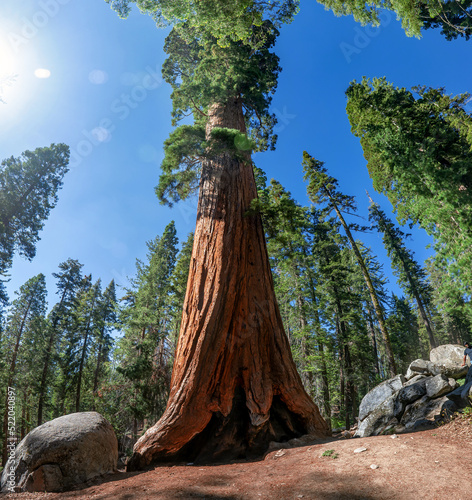 Wallpaper Mural Old sequoia trees in California Torontodigital.ca