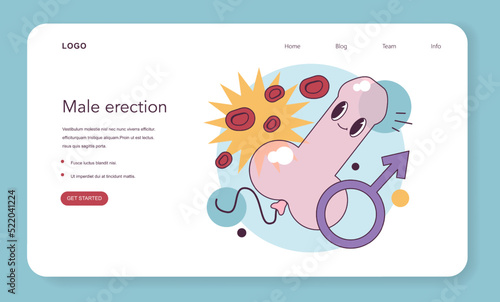 Erection. Erected penis concept. Blood flow to healthy male reproductive