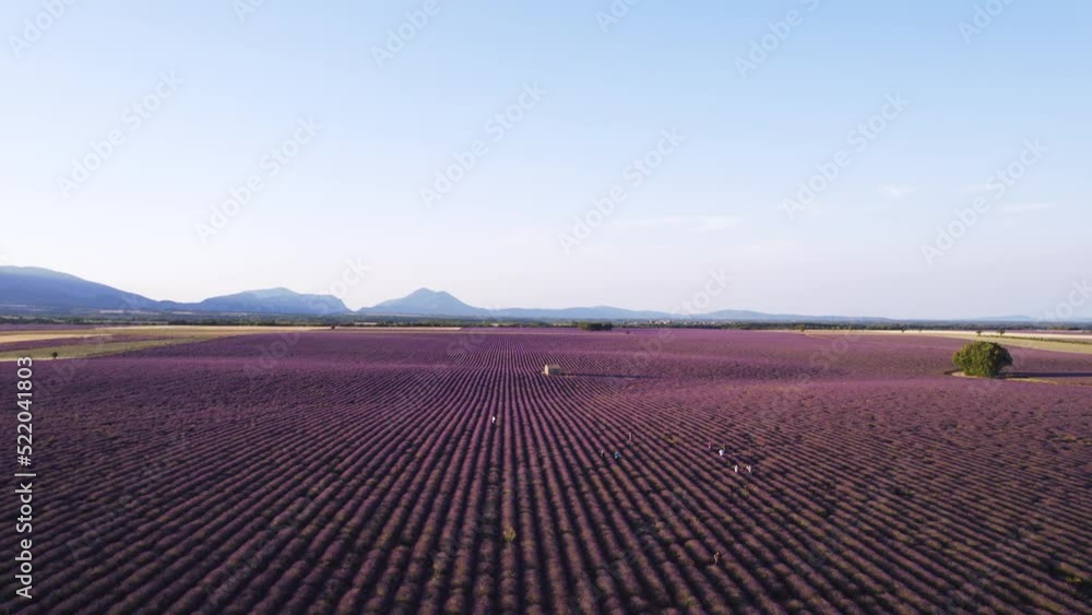 Aerial View of Lavender Fields in Valensole Plateau at sunrise, Provence, France