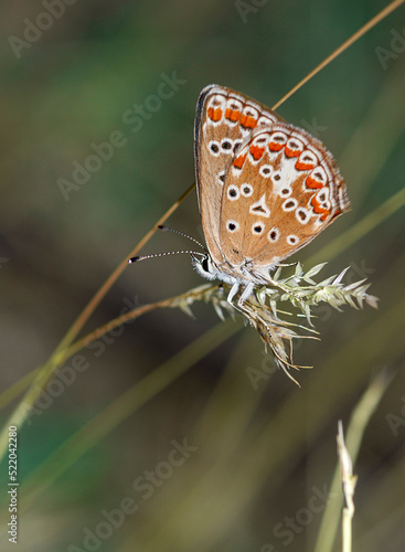 colorful little butterflies continue their generations in parks in the city photo