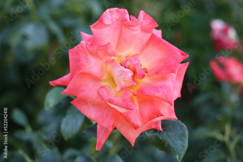 Rose (Rosa) flower head close-up on a blurred background, Greece