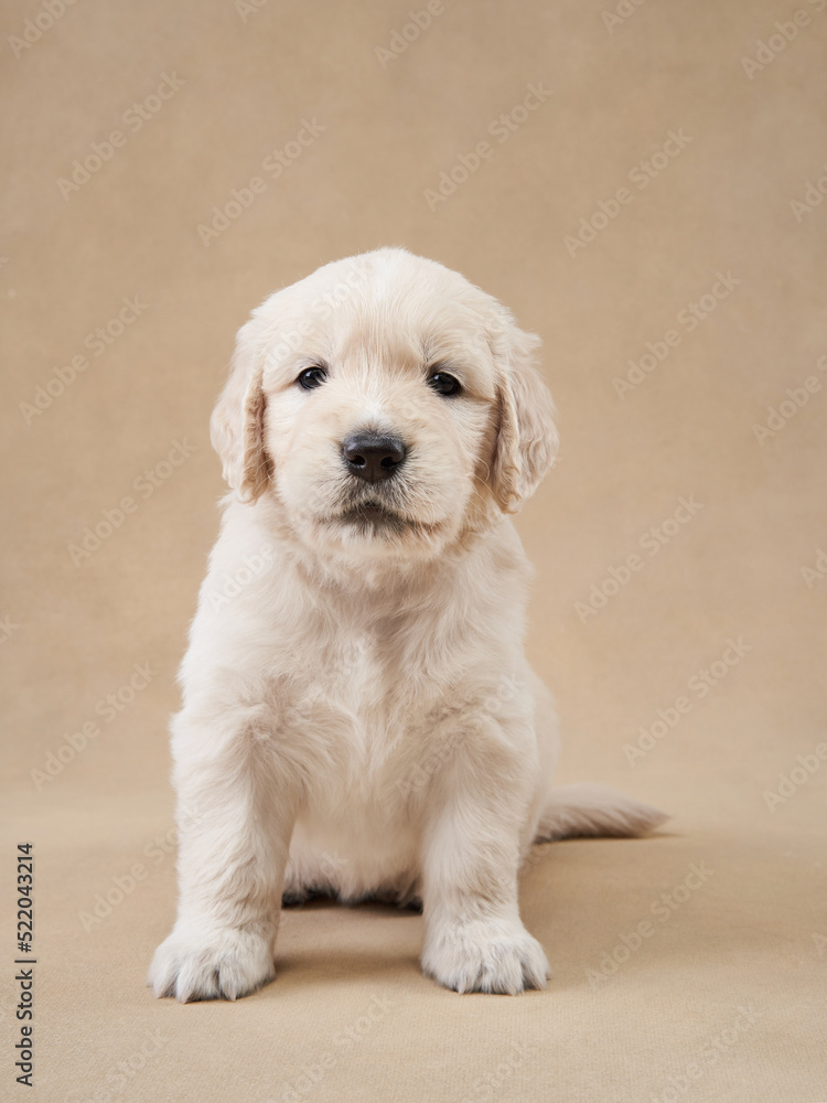 sweet puppies on a beige background. Golden Retriever in the studio. cute dog sweet puppies on a beige background. Golden Retriever in the studio. cute dog