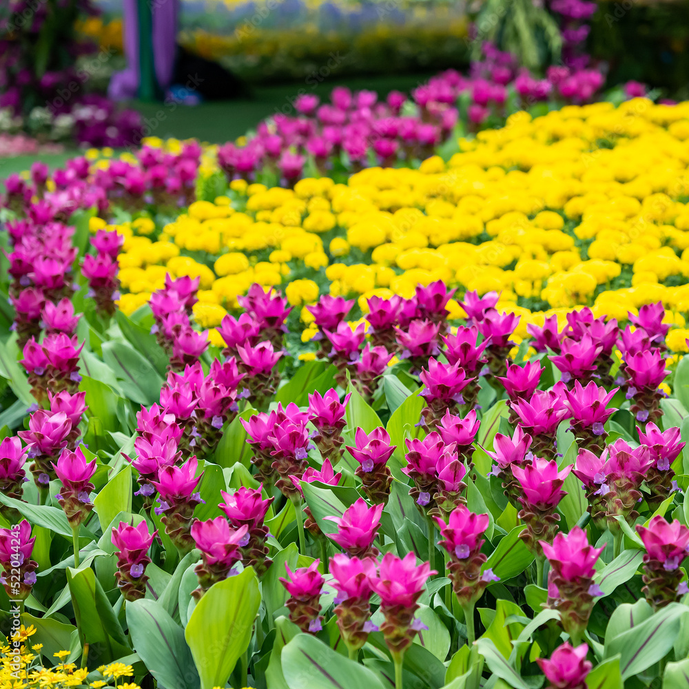 Many kinds of flowers in the parks in Thailand