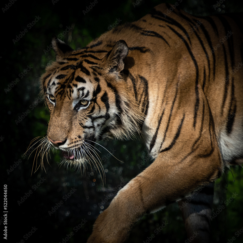 Tigers foraging in the forest at night It is the habit of mammals. Tigers foraging in the forest at night It is the habit of mammals.