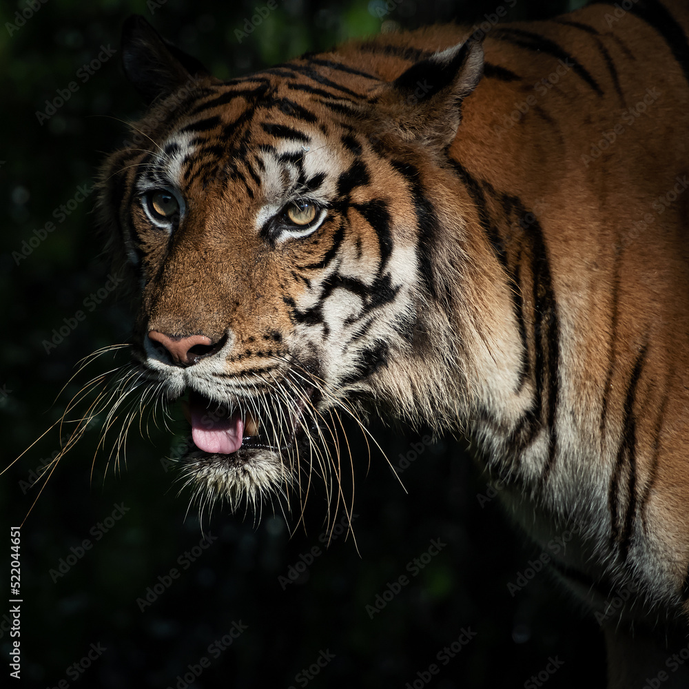 Fototapeta premium Tiger walking foraging in the forest, the nature of mammals.
