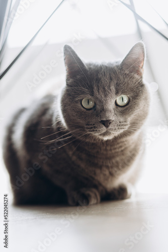 Gray fluffy cat stands and looks at the camera