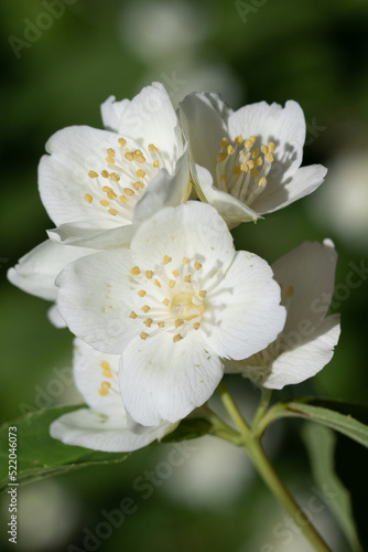 White apple tree flowers  close-up  blurred background of nature.