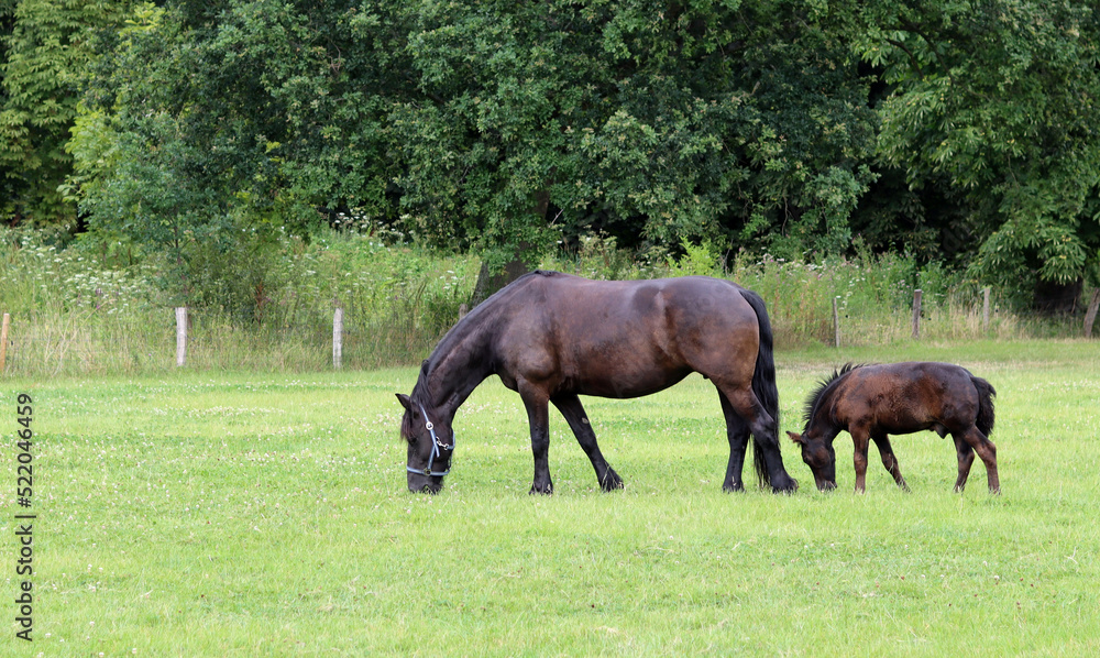 Mare with calf on green grass field. New born animal close up photo. Summer day on farm in the Netherlands. 
