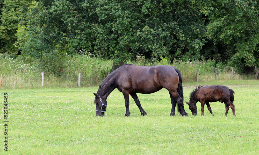 Mare with calf on green grass field. New born animal close up photo. Summer day on farm in the Netherlands. Mare with calf on green grass field. New born animal close up photo. Summer day on farm in the Netherlands.