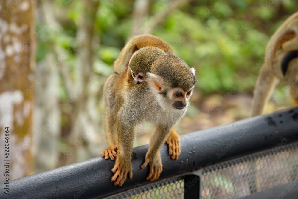 Fototapeta premium Monkeys, chigüiros, deer, ocelots, birds and reptiles, among others, are the animals you can meet in Villavicencio