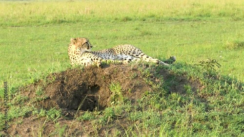 Cheetah sitting on a termite hill ready for huntig. Elephants in the background photo