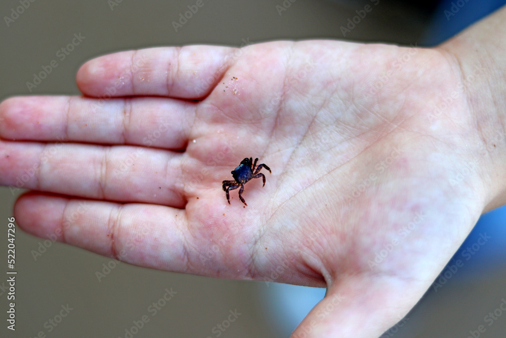 Tiny crab in a child's hand