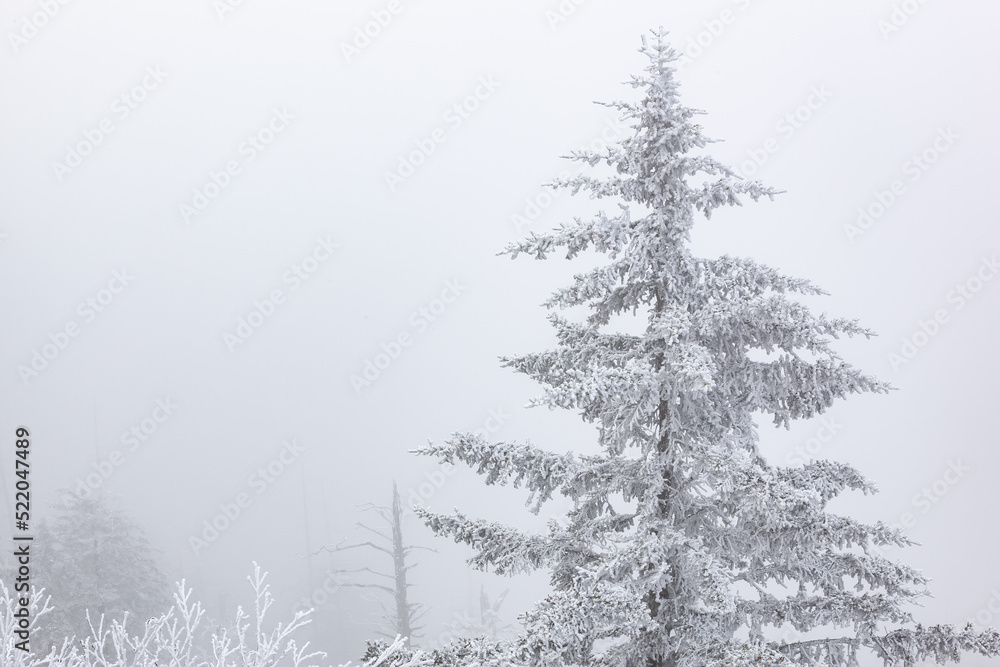 Winter landscape of snow flocked and iced trees in fog at Clingman's Dome, Great Smoky Mountains National Park, North Carolina, USA