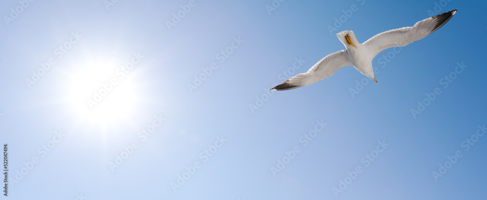 Fototapeta premium seagull in flight