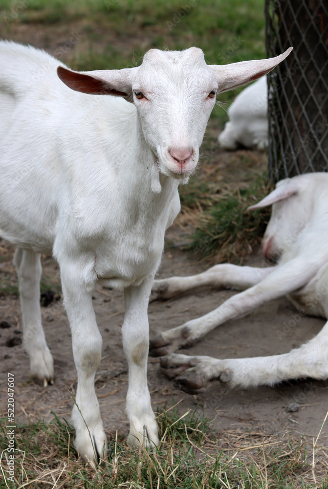 Cute white goat close up portrait. Domestic animals on a farm. Sunny summer day on a farm. Country side living concept. Cute white goat close up portrait. Domestic animals on a farm. Sunny summer day on a farm. Country side living concept.