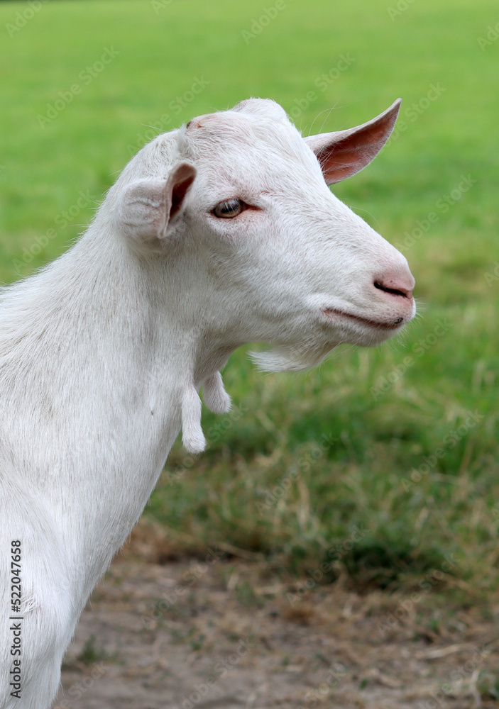 Obraz premium Cute white goat close up portrait. Domestic animals on a farm. Sunny summer day on a farm. Country side living concept. 