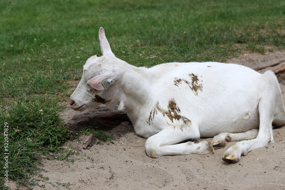 Cute white goat close up photo. Domestic animal on farm. Country side living concept. European farm on summer day. Cute white goat close up photo. Domestic animal on farm. Country side living concept. European farm on summer day.
