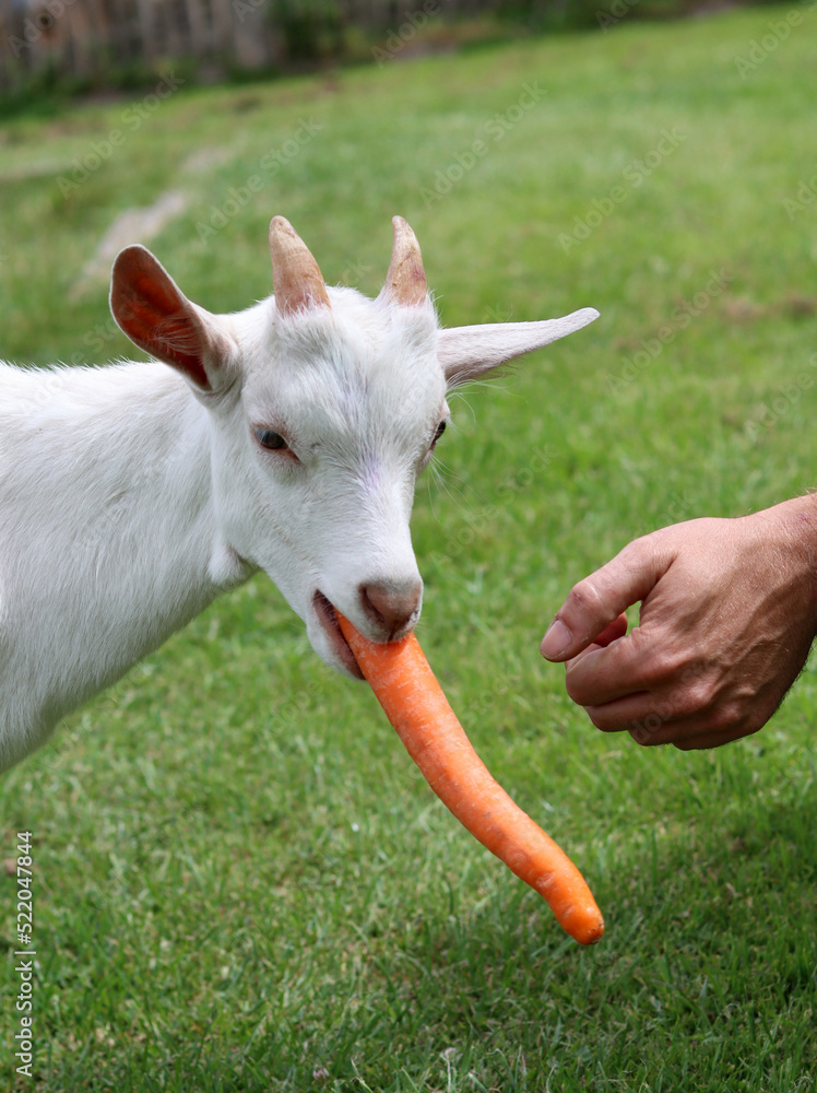 Obraz premium Goat kid eating carrot. Close up photo of cute baby goat. Summer day on a farm. Green grass field on a background. 