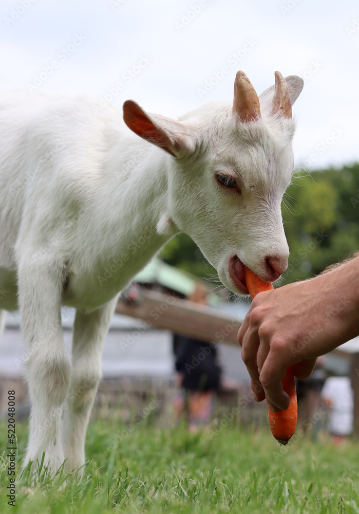 Obraz premium Farmer feeds baby goat. Male hand holding carrot. Cute goat kid on a green grass. Farm living concept. 