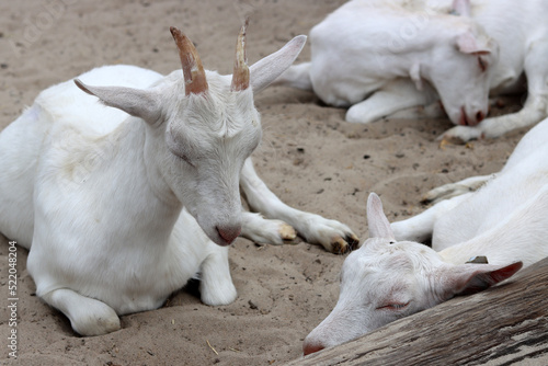 Sleeping baby goat close up photo. Cute white goats on a farm. Countryside living concept.  © Maya