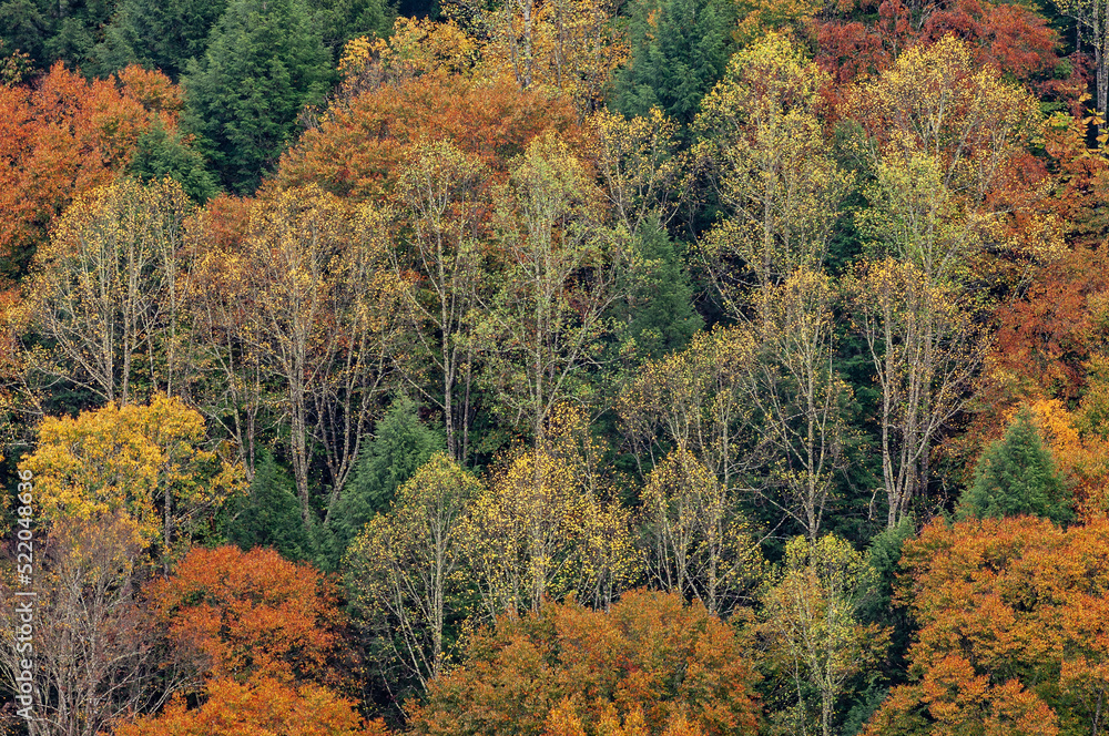 Autumn landscape of forest, Red River Gorge, Kentucky, USA Autumn landscape of forest, Red River Gorge, Kentucky, USA