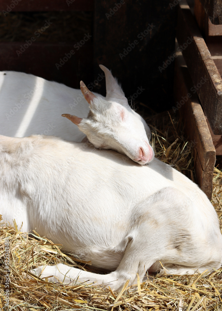 Sleeping baby goat close up photo. Cute white goats on a farm. Countryside living concept. Sleeping baby goat close up photo. Cute white goats on a farm. Countryside living concept.