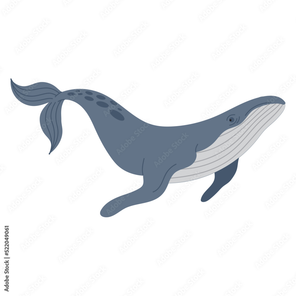 whale humpback animal