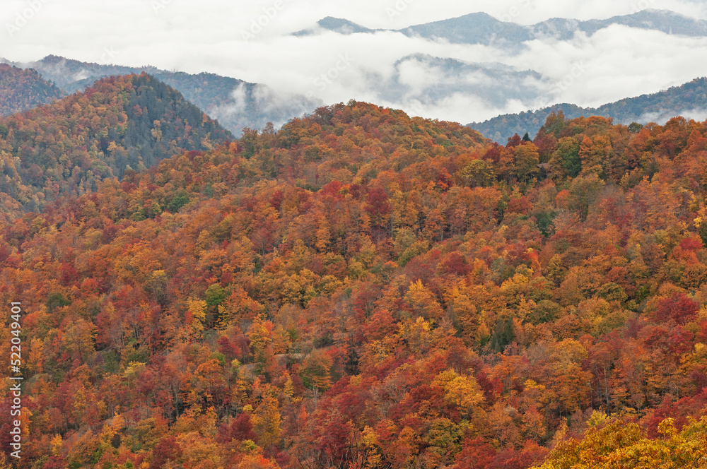 Autumn landscape of forest, Deep Creek Overlook, Great Smoky Mountains National Park, North Carolina, USA