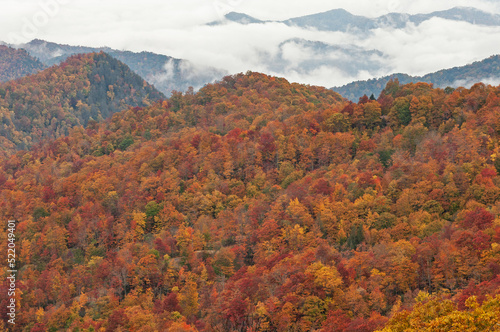 Autumn landscape of forest, Deep Creek Overlook, Great Smoky Mountains National Park, North Carolina, USA © Dean Pennala