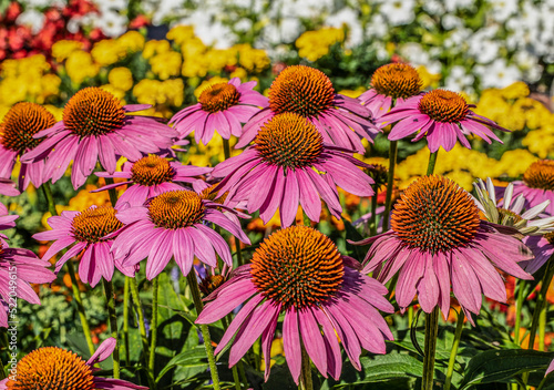 flowers and bees  macro