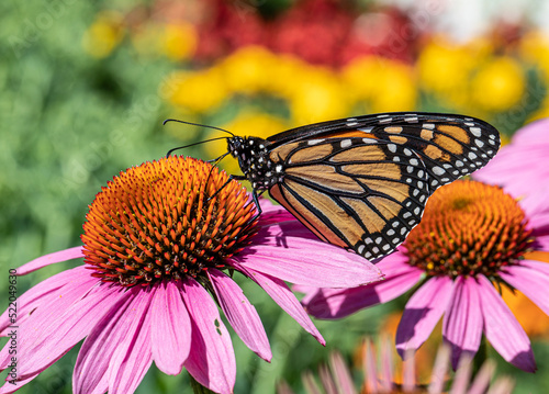 flowers and bees, macro