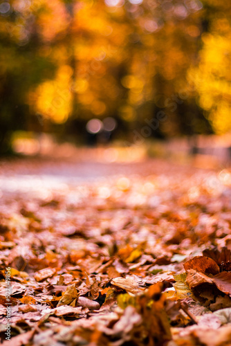 autumn in the park