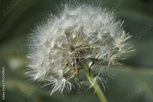 A cluse-up of dandelion bud