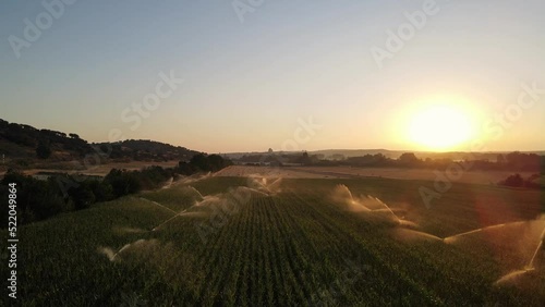 Wallpaper Mural Aerial view drone shot of irrigation system rain guns sprinkler on agricultural wheat field at sunset, helps to grow plants in the dry season, increases crop yields Torontodigital.ca