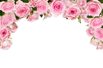 Pink rose flowers in a top border arrangement isolated on white