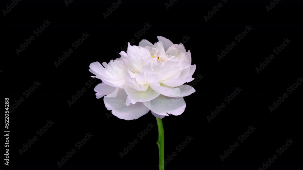 4K Time Lapse of blooming white Peony flower isolated on black background. Timelapse of Peony petals close-up. Time-lapse of big flower opening. 4K Time Lapse of blooming white Peony flower isolated on black background. Timelapse of Peony petals close-up. Time-lapse of big flower opening.