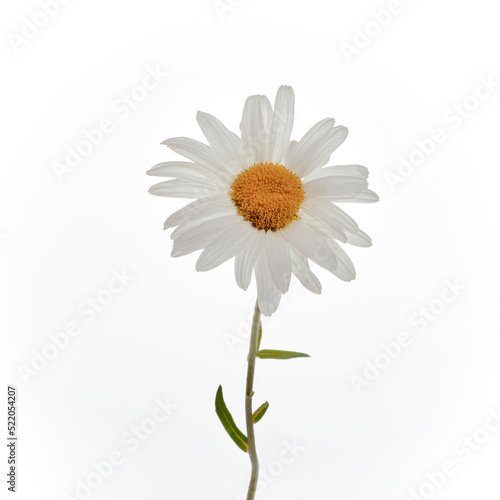 Vászonkép chamomile or daisies isolated on white background, one chamomile flower closeup