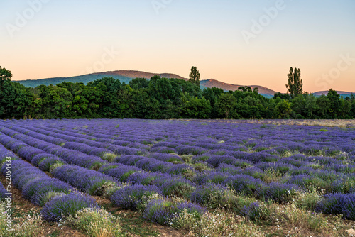 Lavender field in Provence region