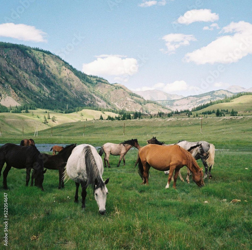 horses in the mountains
