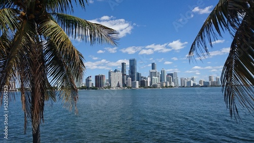 Miami skyline with palms in the foreground © Gylando501
