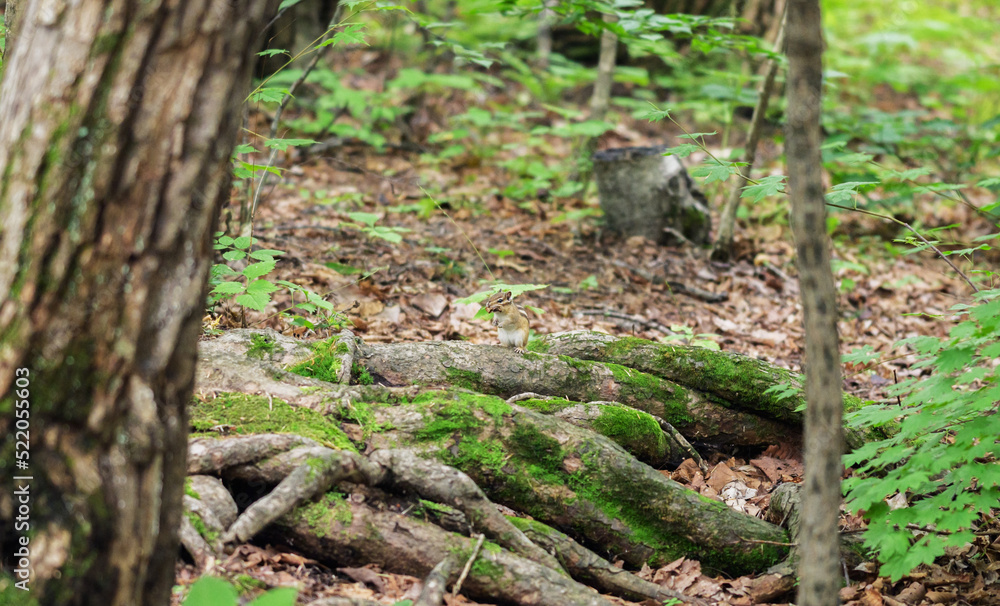 Chipmunk in the woods. Selective focus with shallow depth of field. Chipmunk in the woods. Selective focus with shallow depth of field.