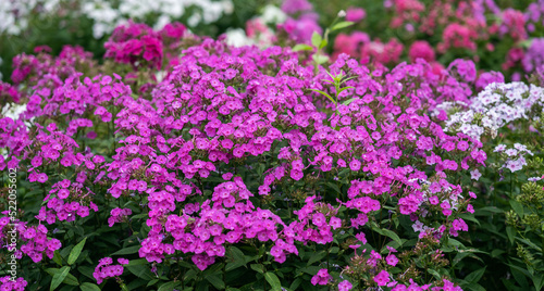 Flowers of Phlox in the graden at summer.